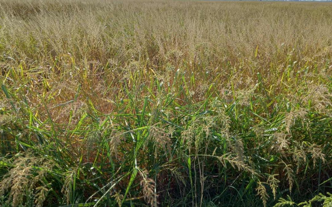 El sector agrari trasllada a l’Administració l’estat d’emergència en què es troben els arrossars per culpa de les males herbes