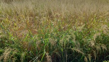 El sector agrari trasllada a l’Administració l’estat d’emergència en què es troben els arrossars per culpa de les males herbes