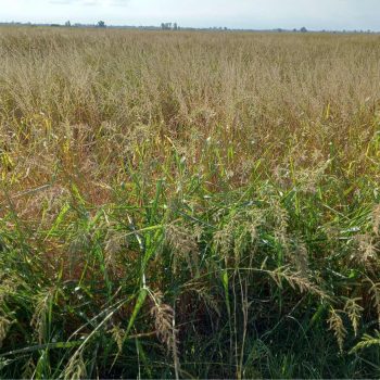 El sector agrari trasllada a l’Administració l’estat d’emergència en què es troben els arrossars per culpa de les males herbes