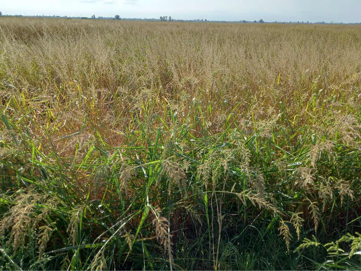 El cultiu d’arròs en zones humides i terrenys tan salins com els del delta de l’Ebre fa que sigui inviable, de manera generalitzada i sostenible en el temps, una rotació de cultius que permeti trencar el cicle de les males herbes.