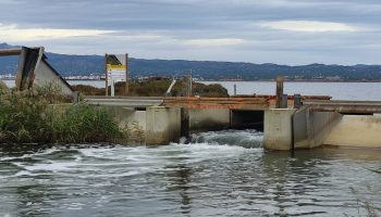 Es donen per finalitzades les últimes actuacions del Grup Adhoc per a la lluita contra el cargol poma a l’hemidelta esquerre