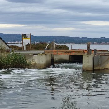 La Comunitat executa les últimes actuacions per a la lluita contra el cargol poma en el marc del Grup Adhoc