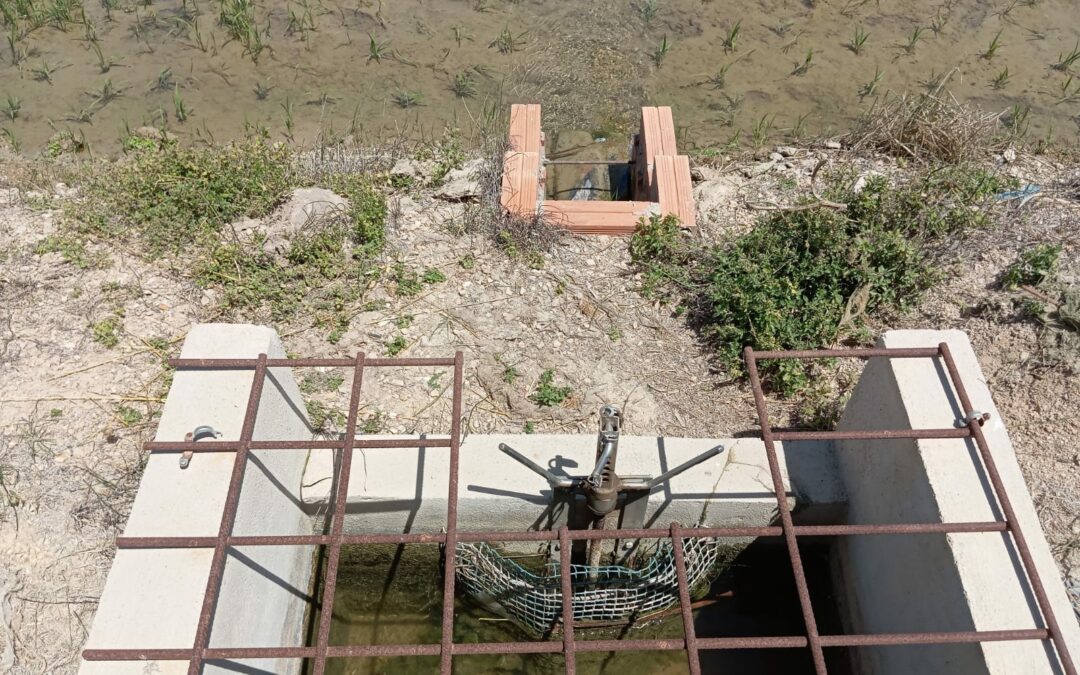 La Comunitat implementa un pla estratègic davant l’eclosió de la plaga del cargol poma a l’hemidelta esquerre