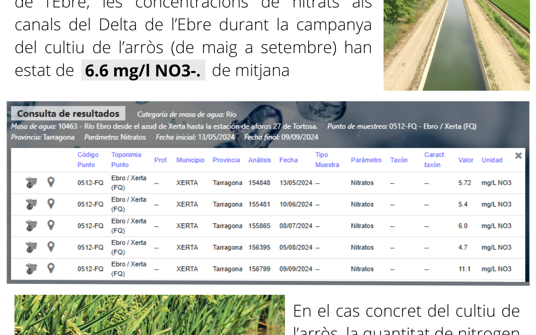 Informe del contingut de nitrogen en l’aigua de reg dels canals del Delta en el període del cultiu de l’arròs